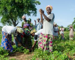 How Farmer Cooperatives Are Changing Lives